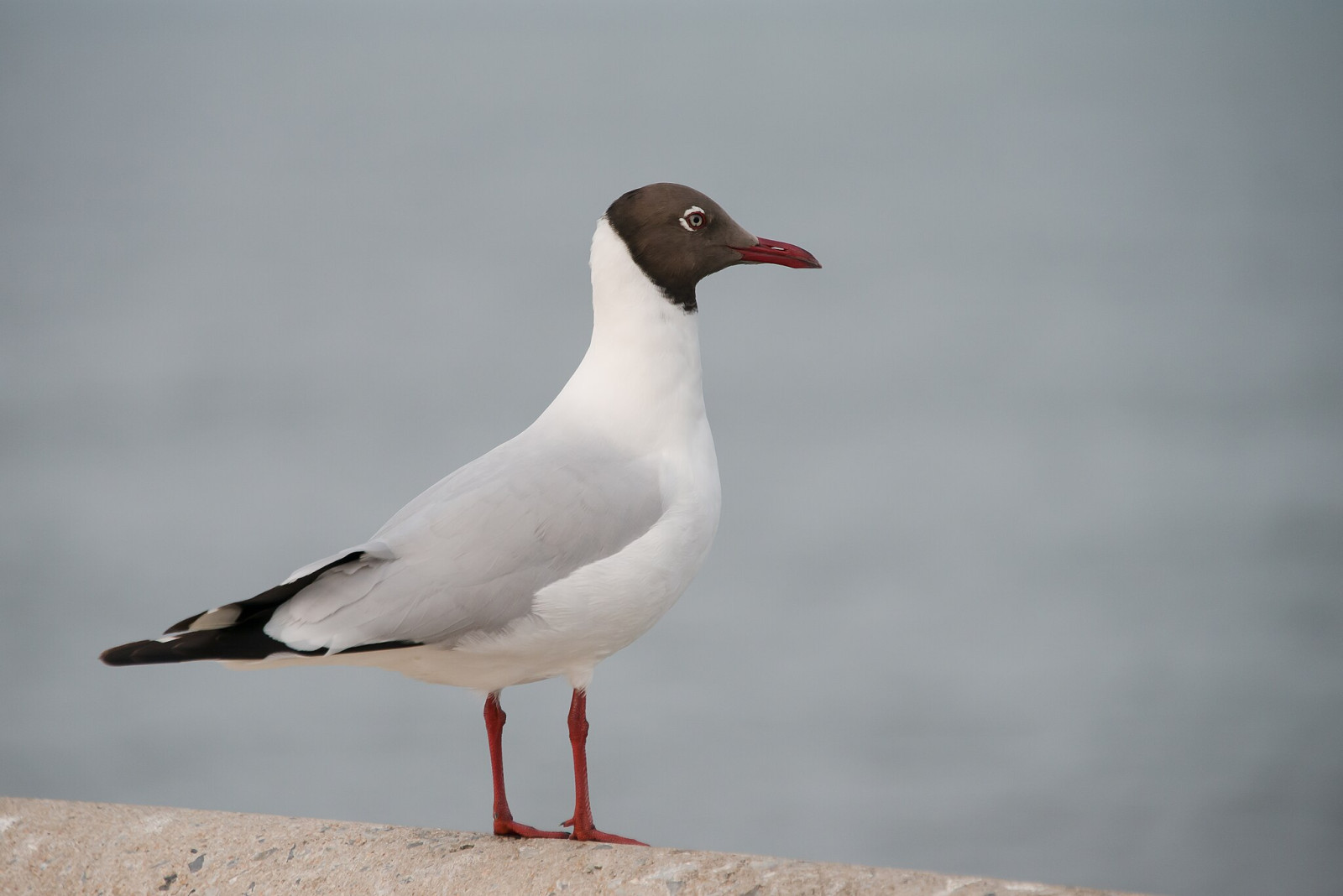 image Brown-headed Gull